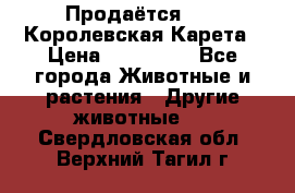 Продаётся!     Королевская Карета › Цена ­ 300 000 - Все города Животные и растения » Другие животные   . Свердловская обл.,Верхний Тагил г.